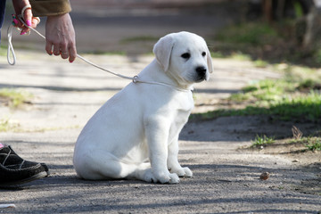 the yellow labrador in the park