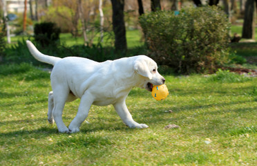 a sweet yellow labrador in the park