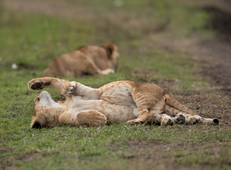 Fototapeta na wymiar Lion cub lying and resting on top of other, Masai Mara , Kenya