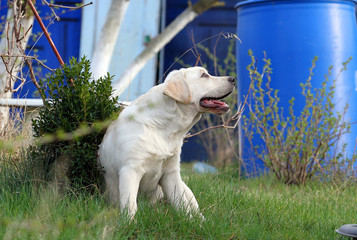 sweet yellow labrador in the park