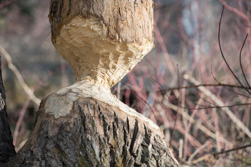 A Canadian beaver  has chewed through a poplar tree showing its bite marks as the beaver enjoys it...