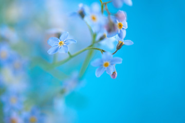 Little blue flowers on colored background with empty space for you text