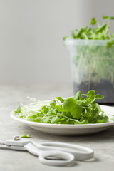 Fresh young daikon greens are cut on a plate with a box of micro greens and scissors on a gray stone table. Copy space for text