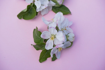 Delicate flowers of apple tree background. Blooming apple tree on a pink background. Background image of an apple tree branch.