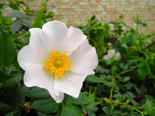 White wild rose flower with raindrops on petals close up on background of lush greenery and brick wall. Floral background, wallpaper. Beauty in nature.    