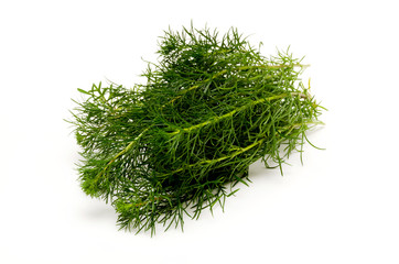 ハママーチ（リュウキュウヨモギ）