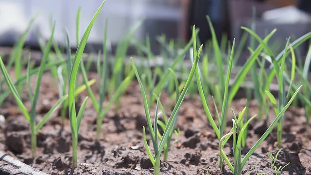 growing garlic in the field. organic vegetables selective focus