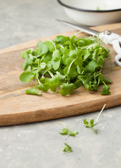 A young daikon micro-village on a wooden chopping block with a box of growing salad greens on a stone table in the kitchen. Copy space for text