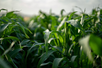 field of young corn in may