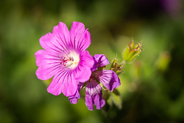 Cranesbill, Geranium Sirak. Close up macro flower. Anther and Stigma. 
