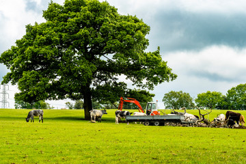 Cow's in a farmers field, with tree and farm digger
