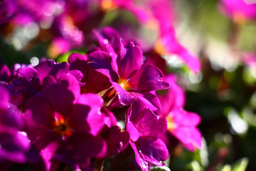 Fototapeta na wymiar Spring solar morning. Fresh purple flowers of a primrose against the background of green leaves. Play of light and shadow.