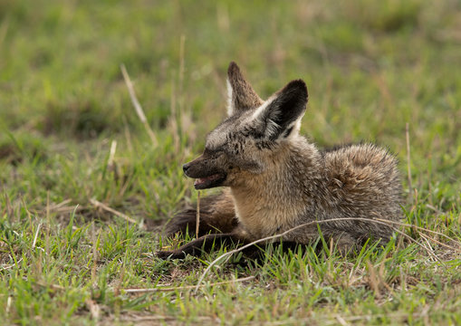 Closeup of Bat-eared fox with damaged eyes, Masai Mara , Kenya