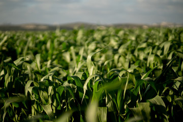 field of young corn in may