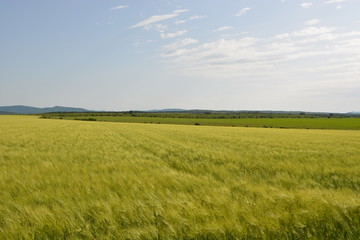 Fototapeta premium green field and blue sky