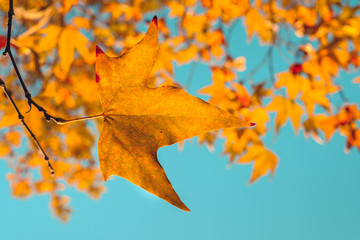 Orange autumn leaves in sun rays and blue sky.