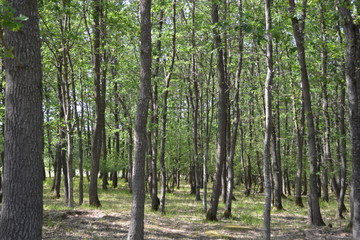 Naklejka premium trees in the forest