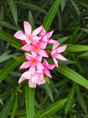 Nerium pink oleander in the garden