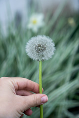 Fototapeta premium Spring dandelions and clover bloom among the grass, background of green grass in the park, summer spring garden. Dandelion blossom flower in baby hand 