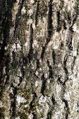 Wood bark tree. Cracked background