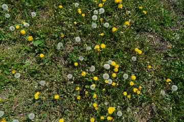 Spring dandelions and clover bloom among the grass, background of green grass in the park, summer spring garden. Dandelion blossom flower in baby hand 