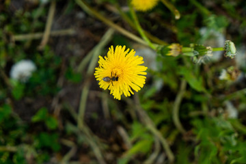 Spring dandelions and clover bloom among the grass, background of green grass in the park, summer spring garden. Dandelion blossom flower in baby hand 