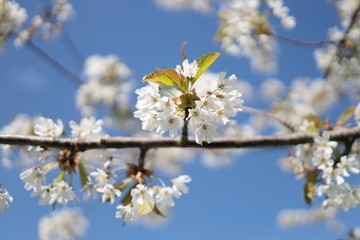 Close up of white cherry blossoms. The flowers on the branches of a cherry tree are blooming under the blue sky.