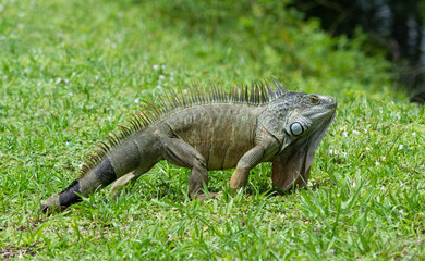Green iguana with brown markings and long dewlap is doing fine on green grass after losing a portion of his striped pattern tail.