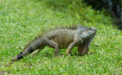 Green iguana with brown markings and long dewlap is doing fine on green grass after losing a...
