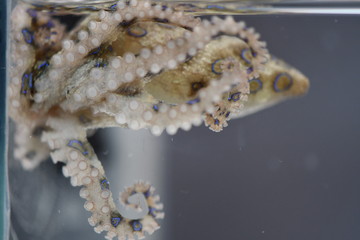 Blauringkrae (Hapalochlaena lunulata) Blaugeringelte Krake Meerwasser Salzwasser Aquarium Gift Tödlich