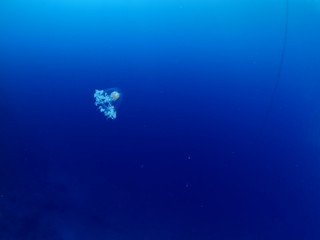 Turritopsis nutricula Turritopsis dohrnii Oceania O. armata immortal underwater 