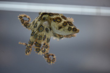 Blauringkrae (Hapalochlaena lunulata) Blaugeringelte Krake Meerwasser Salzwasser Aquarium Gift...