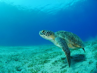 Obraz na płótnie Canvas sea turtle underwater swim blue water under sea ocean scenery