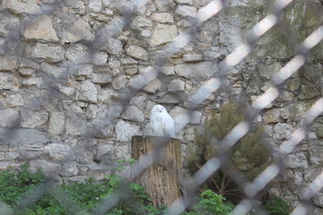 bubo scandiacus