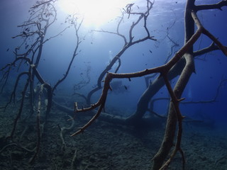 scuba divers underwater around a tree ocean scenery exploring underwater
