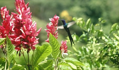 red tulips in the garden