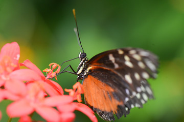 Butterfly close-up in nature during springtime	