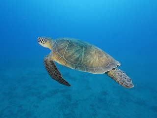 Obraz premium sea turtle underwater swim blue water under sea ocean scenery