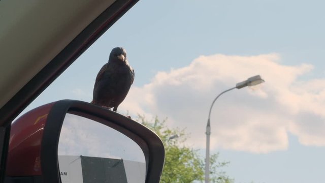 woman feeds bird with french fries giving fast food from car window.
