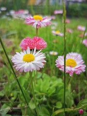 daisies in the garden