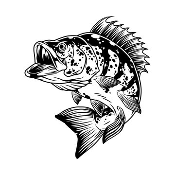 Jumping Perch Fish Monochrome Concept