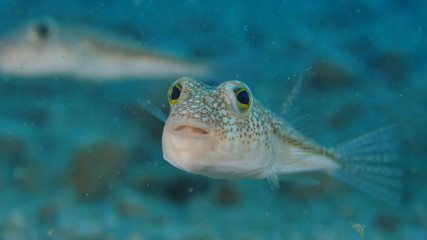 puffer fish underwater close up ocean scenery pufferfish