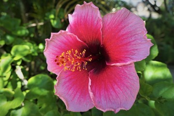 Pink Hibiscus Flower on Hawaii