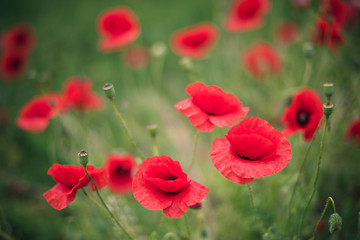 red poppy flowers in field