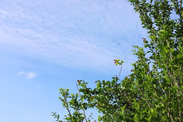 日本の初夏　郊外の風景　青空と緑の木々