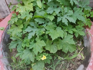 Bunch of green colored vegetable leaves on pure soil growing in the nature