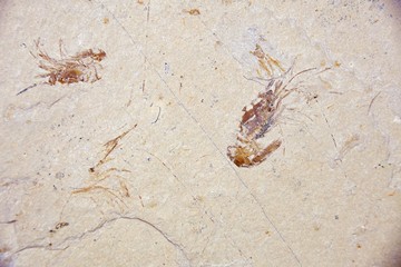 Garnelen Fossil Versteinerung