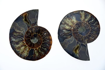 Fossiler Ammonit Versteinerung Fossilien