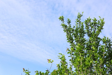 日本の初夏　郊外の風景　青空と緑の木々