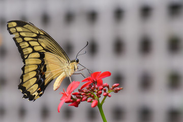 Butterfly close-up in nature during springtime